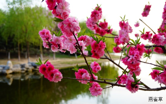 桃花