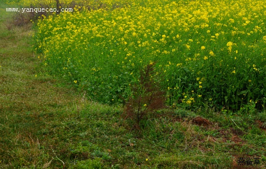 油菜花