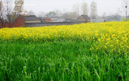 油菜花