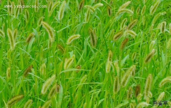 狗尾草